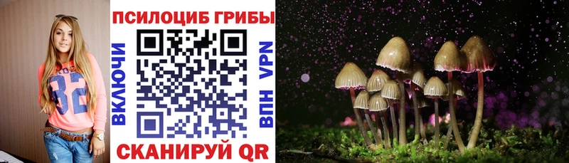 закладки  Собинка  Галлюциногенные грибы Psilocybine cubensis 